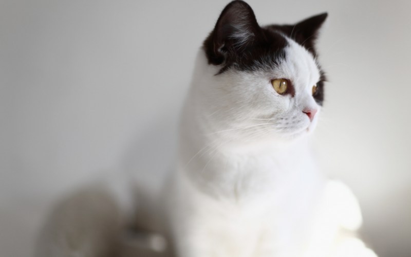 Норвежские Лесные котята черно белого окраса