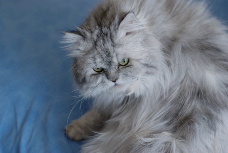 Сибирская Персидская шиншилла кошка