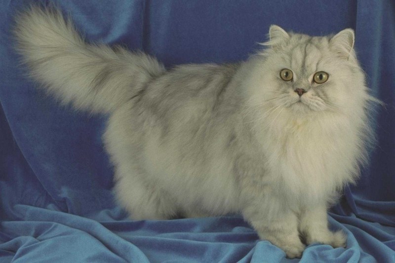 Персидская длинношерстная шиншилла