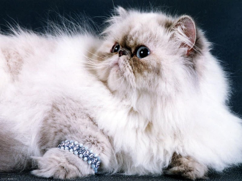 Персидская длинношерстная шиншилла