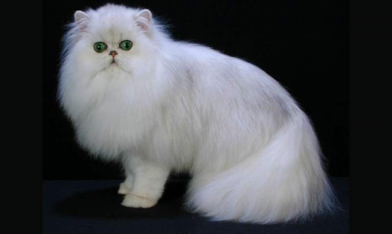 Персидская длинношерстная шиншилла