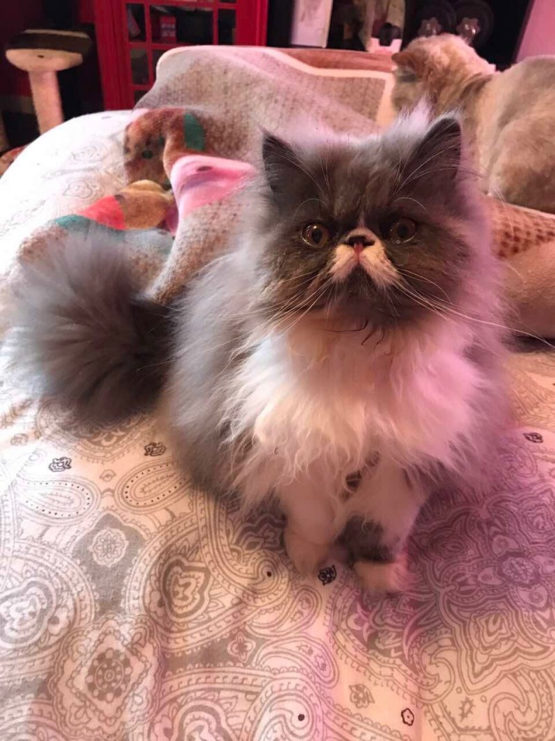 Экзот кошка длинношерстная