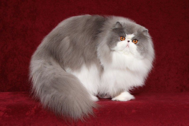 Персидская кошка
