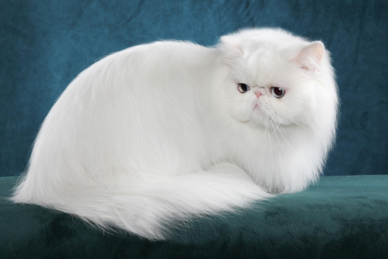 Манчкин длинношёрстный кошка