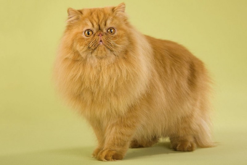 Персидская длинношерстная шиншилла