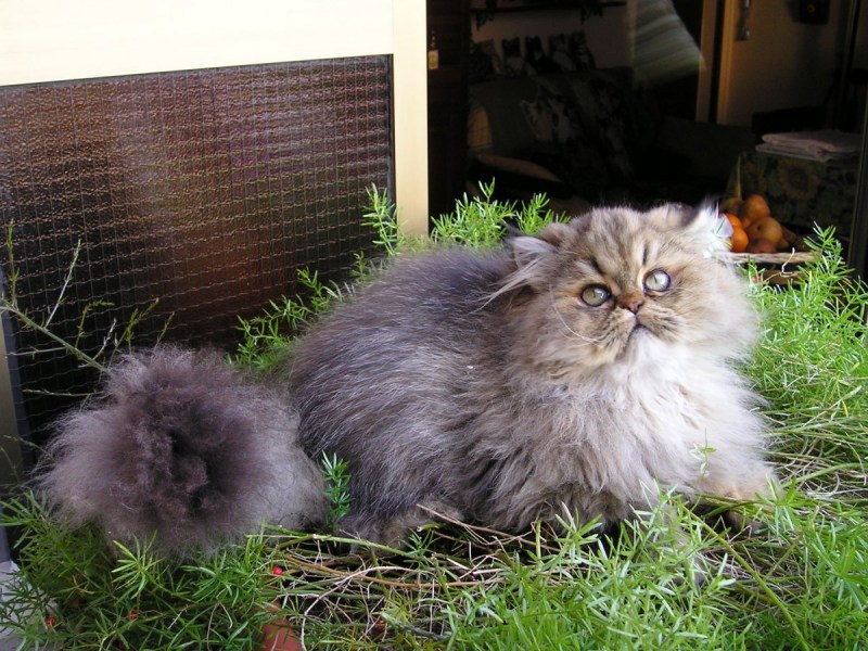 Шотландская Персидская кошка