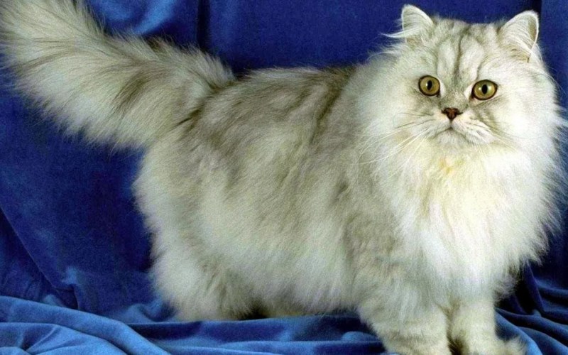 Сибирская шиншилла