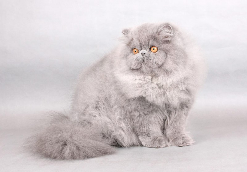 Британика кошка