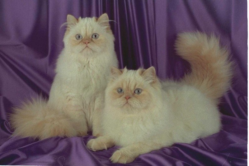 Персидская длинношерстная шиншилла