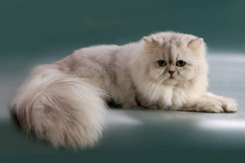 Персидская кошка