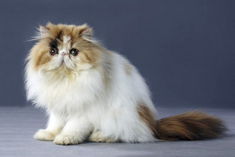 Персидская шиншилла