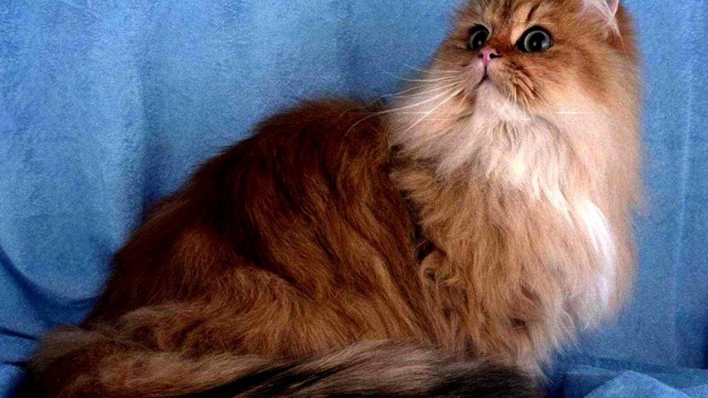 Персидская шиншилла золотистая