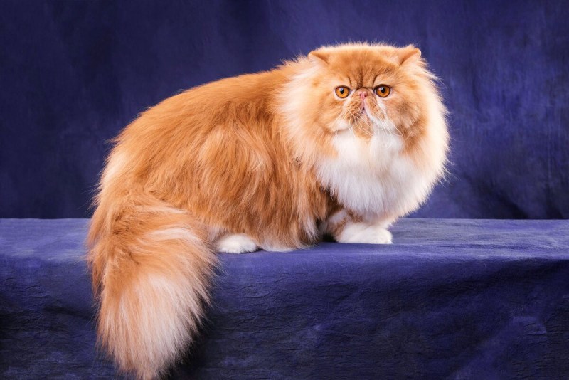 Персидская кошка
