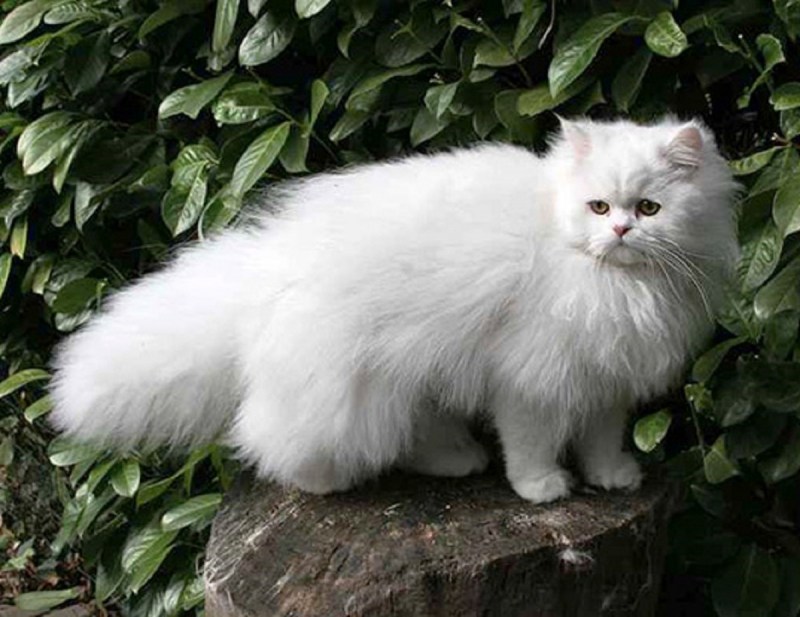 Сибирская шиншилла кошка
