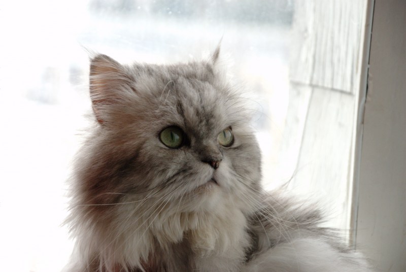 Персидская кошка