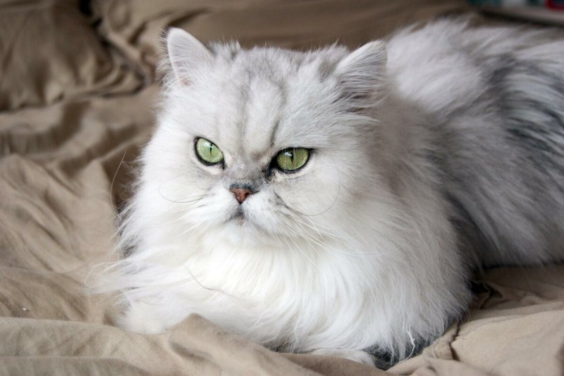 Персидская длинношерстная шиншилла