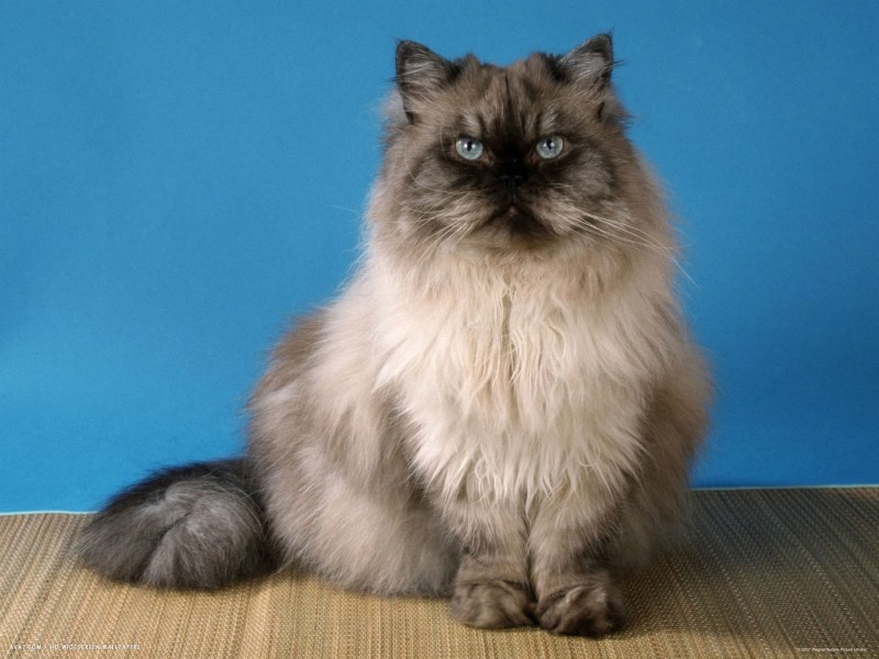 Кошка шиншилла длинношерстная