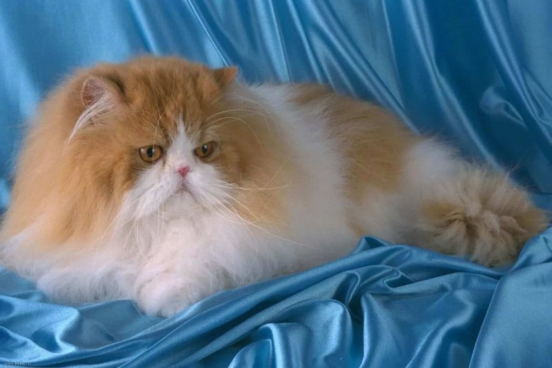 Кот персидской породы