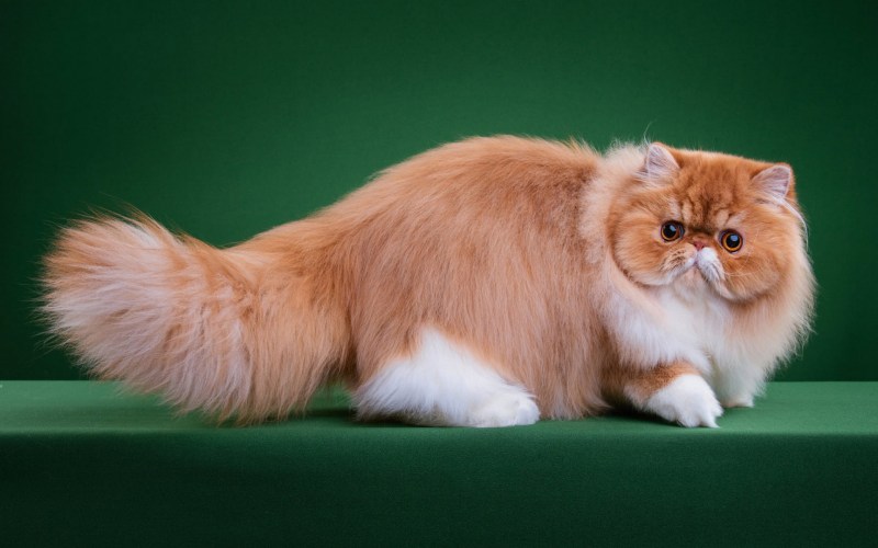 Персидская длинношерстная шиншилла