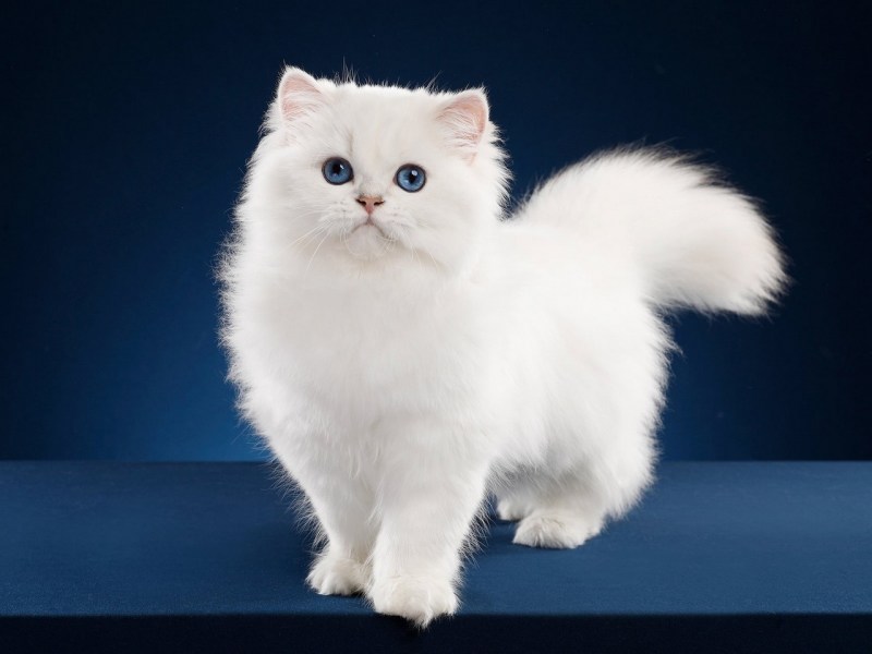 Персидская голубая кошка
