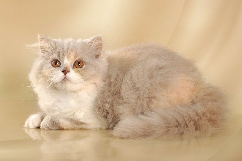 Персидская шиншилла экзот