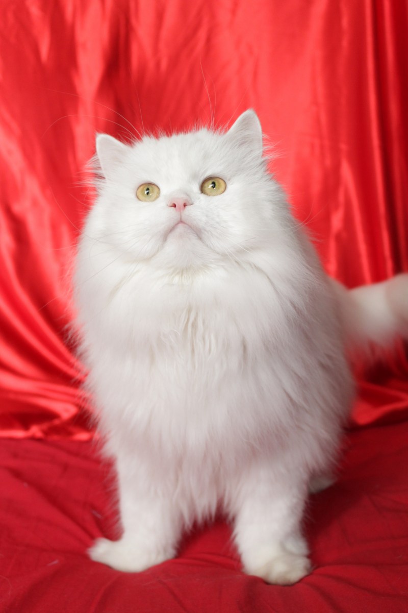 Персидская длинношерстная шиншилла
