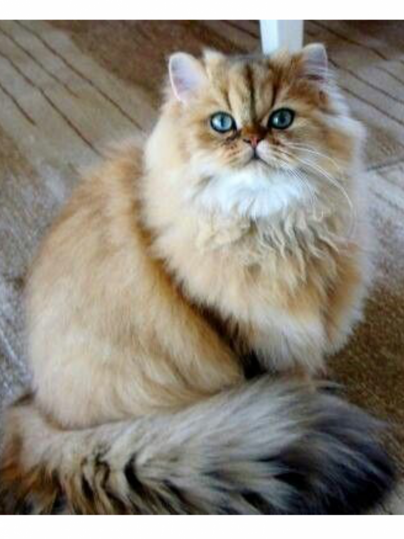 Кошка ангора шиншилла