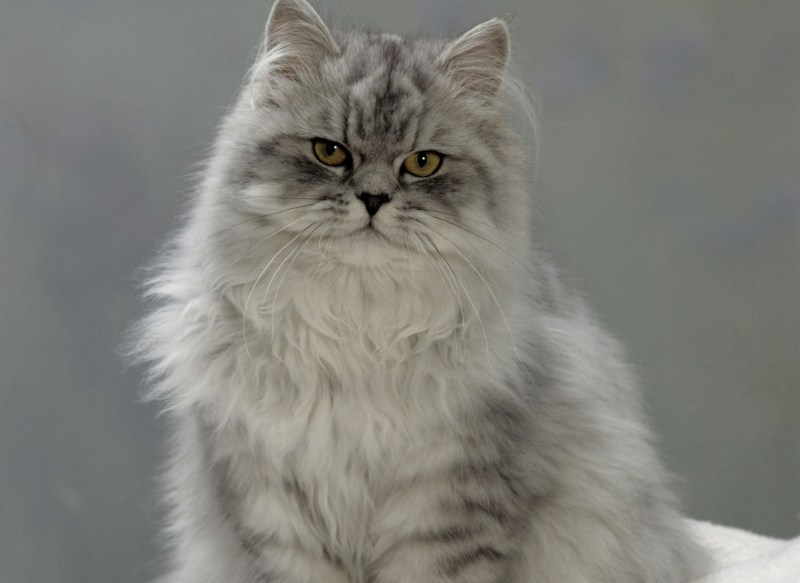 Кот породы Персидская биколор
