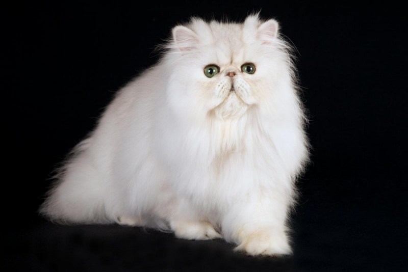 Невская маскарадная кот