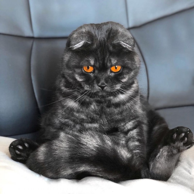 Британская вислоухая кошка