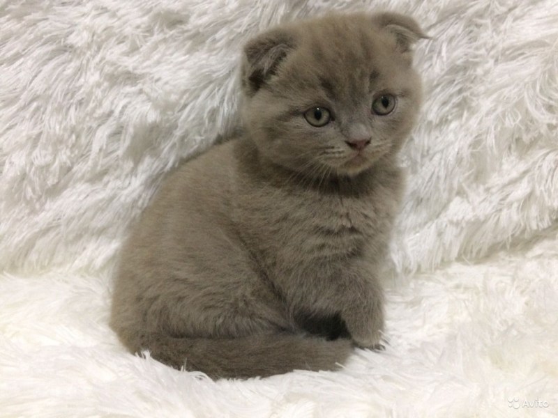 Вислоухий скоттиш фолд ушки