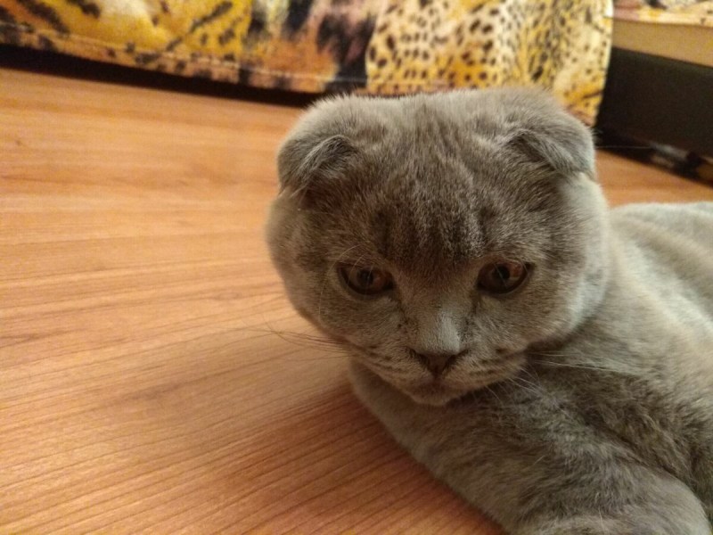 Скоттиш фолд вислоухий черный дым