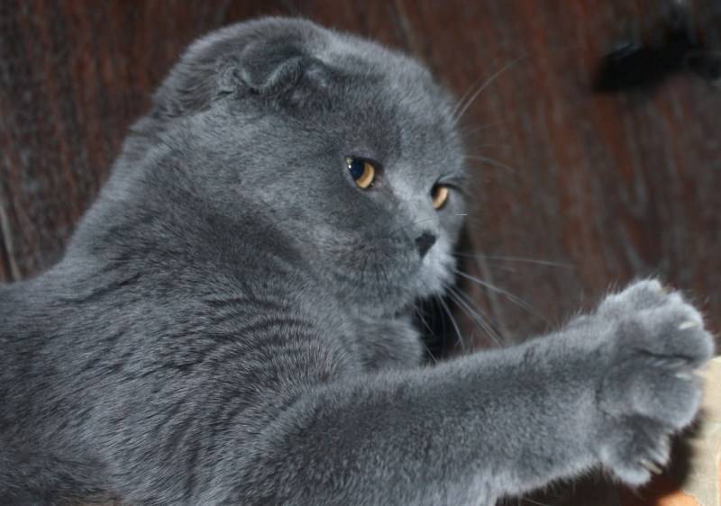 Британский вислоухий кот