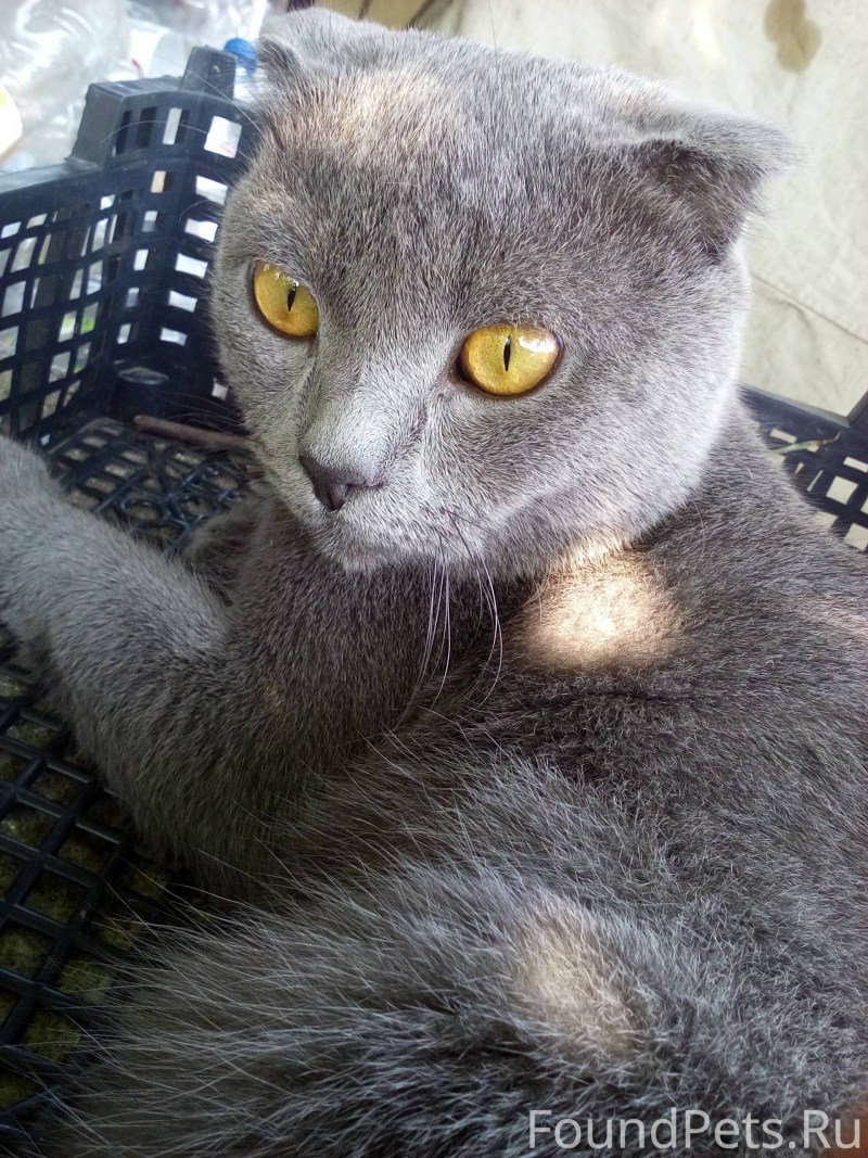 Шотландские котята скоттиш фолд
