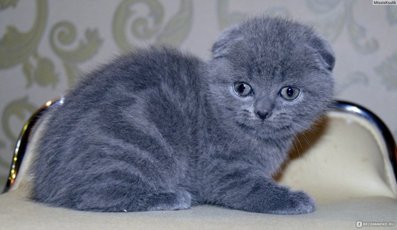 Шотландская кошка дымчатая