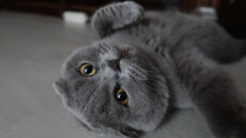 Шотландский вислоухий кот серые с черными усами