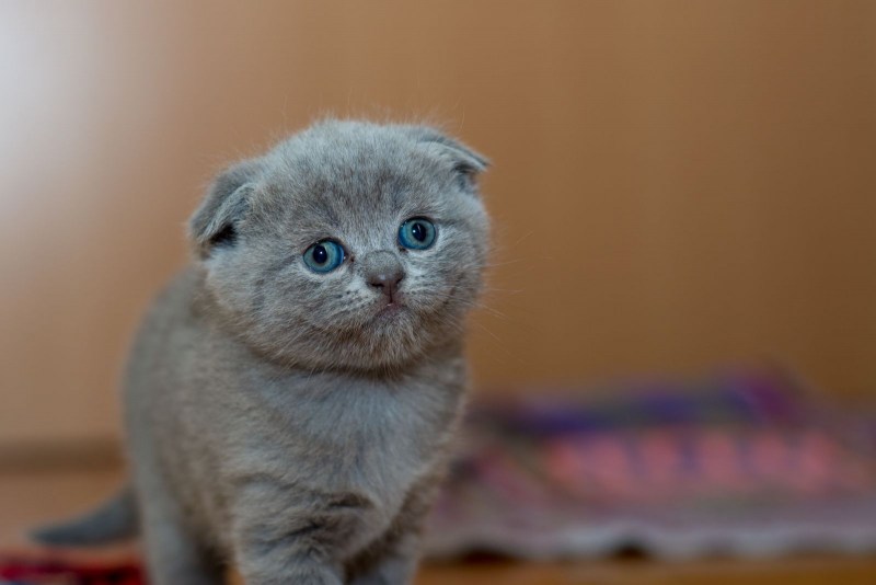 Шотландский вислоухий котенок серый