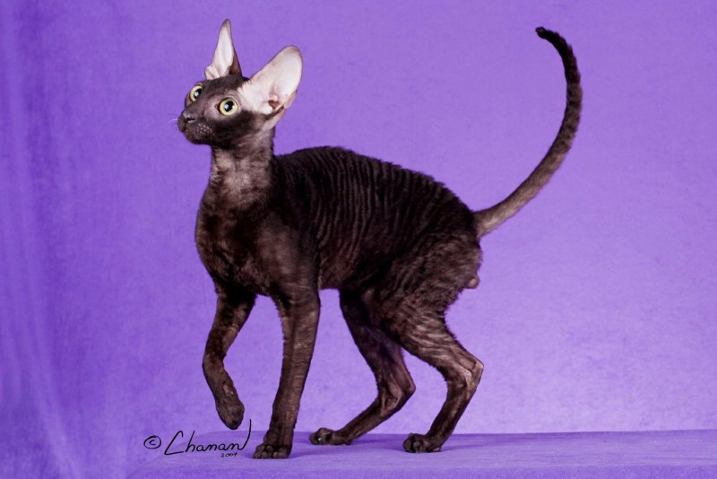 Кудрявая кошка Корниш рекс