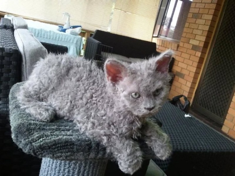 Коты породы Корниш рекс