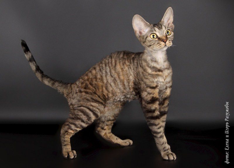 Кот Селкирк рекс
