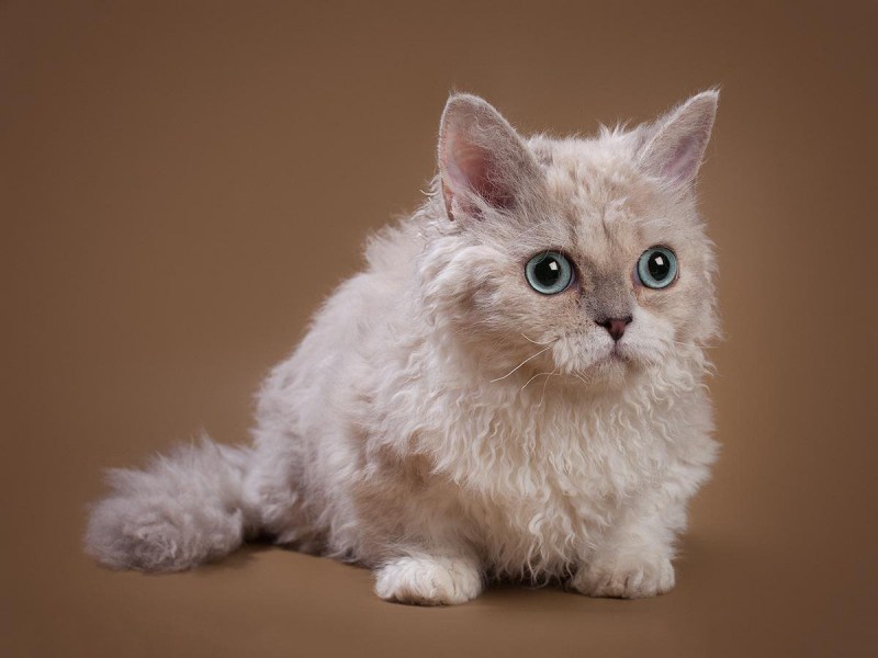 Уральский Корниш рекс