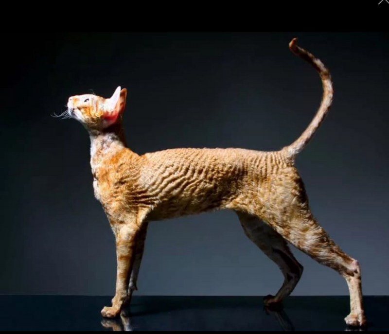 Корни Шрек