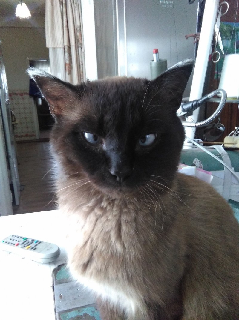 Cat looking