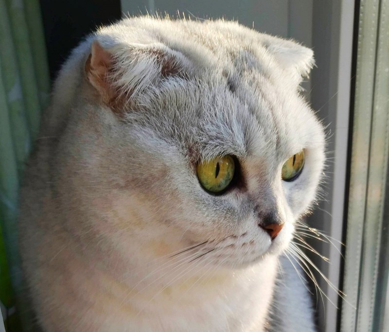 Кто котой 9&