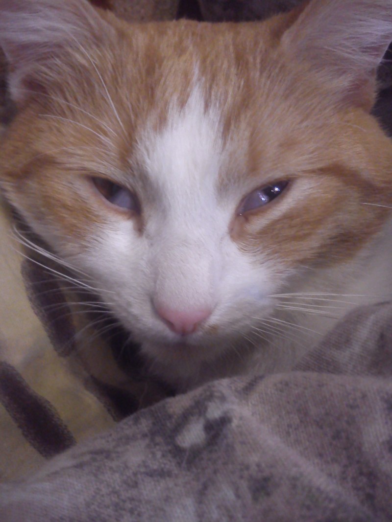 Коты у которых глаза на уровне