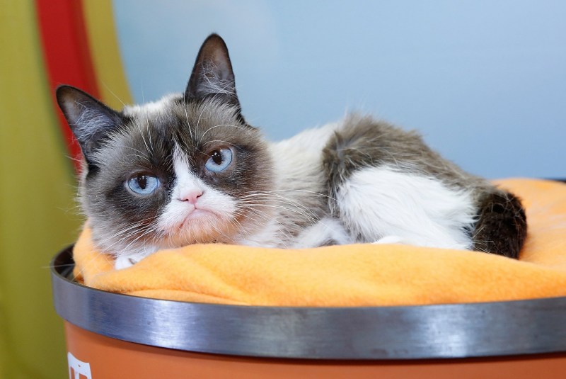 Кот Гамильтон