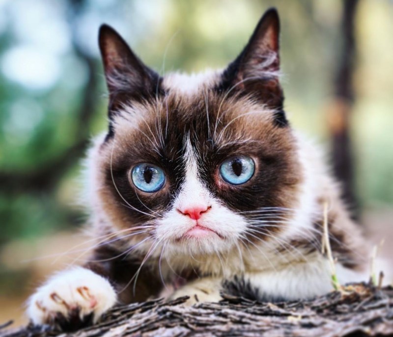 Самые популярные котики