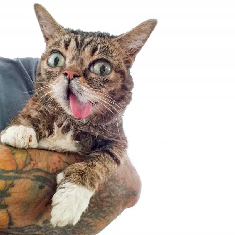 Кот Грампи Grumpy Кэт