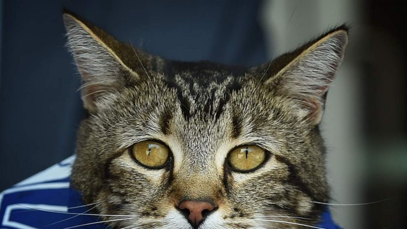 Фото кота
