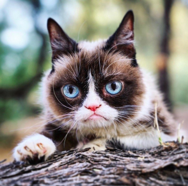 Необычные котята